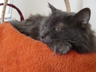 Sad Morning Dialogue with the Wife